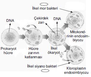 biyoloji ygs hücre